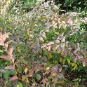 Forsythia ovata 'Tetragold' automne P9 (2)